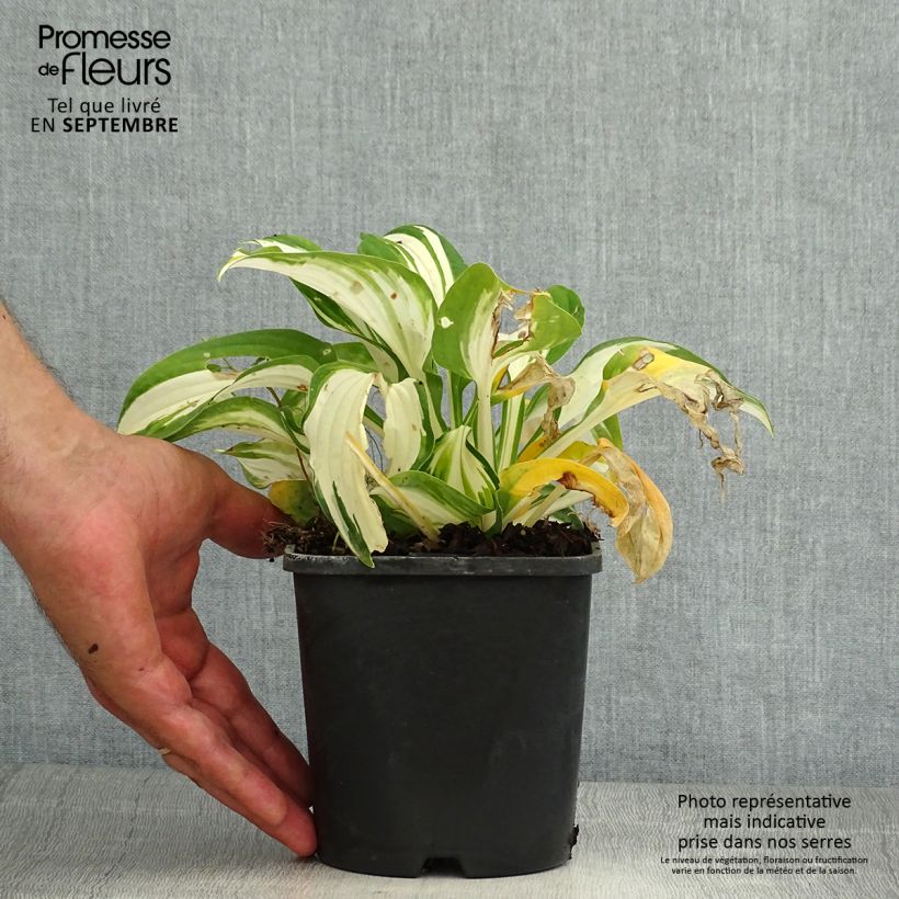 Amostra de Hosta Enterprise - Funkia Vaso de 1,5 L/2 L tal como entregue no verão