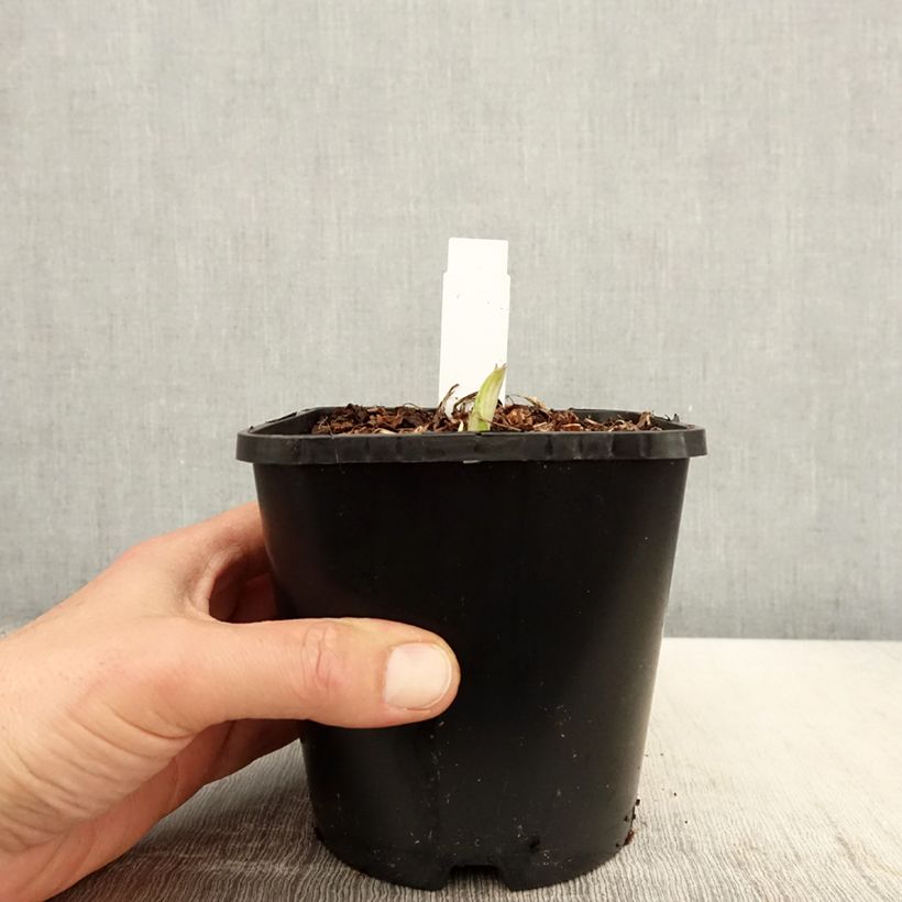 Amostra de Hosta Enterprise Vaso de 1,5 L/2 L tal como entregue na primavera