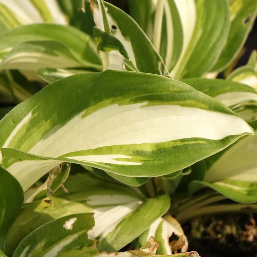 Hosta Enterprise - Funkia (Folhagem)