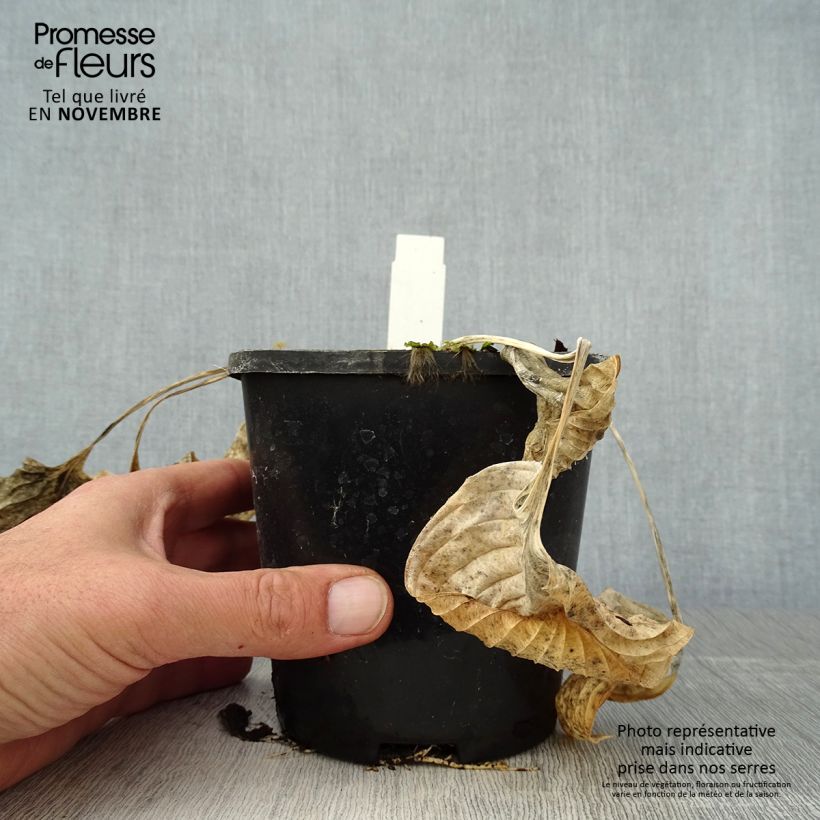 Amostra de Hosta Eye Catcher Pot de 1,5L/2L tal como entregue no outono