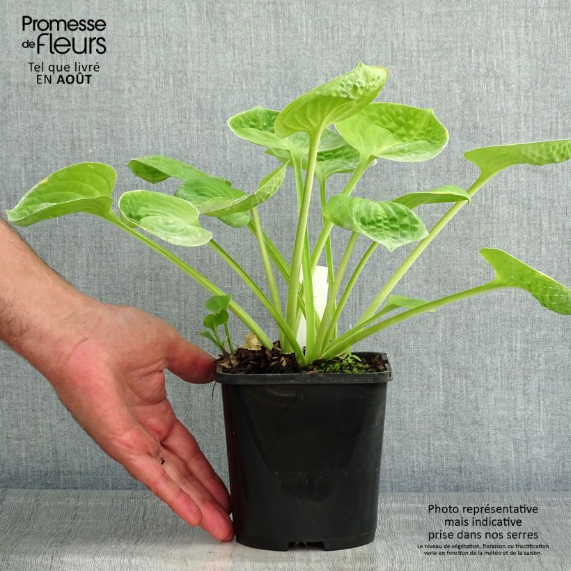 Amostra de Hosta Eye Catcher - Funkia Vaso de 1,5 L/2 L tal como entregue no verão