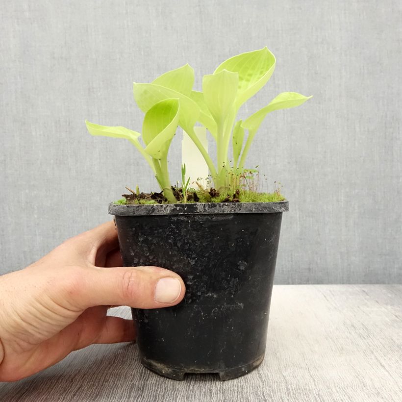 Amostra de Hosta Eye Catcher Vaso de 1,5 L/2 L tal como entregue na primavera