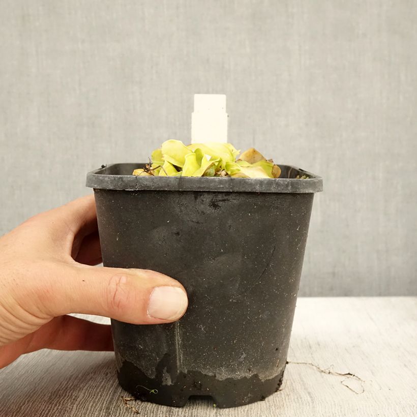 Amostra de Hosta Faithfull Heart Pot de 1,5L/2L tal como entregue no outono