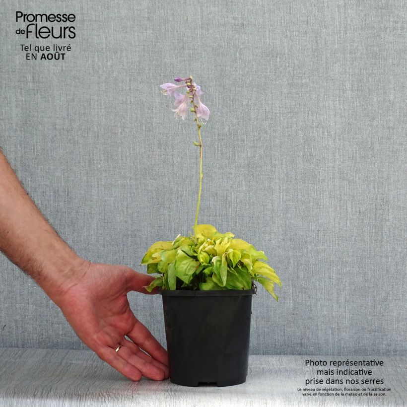 Amostra de Hosta Faithfull Heart - Funkia Vaso de 1,5 L/2 L tal como entregue no verão
