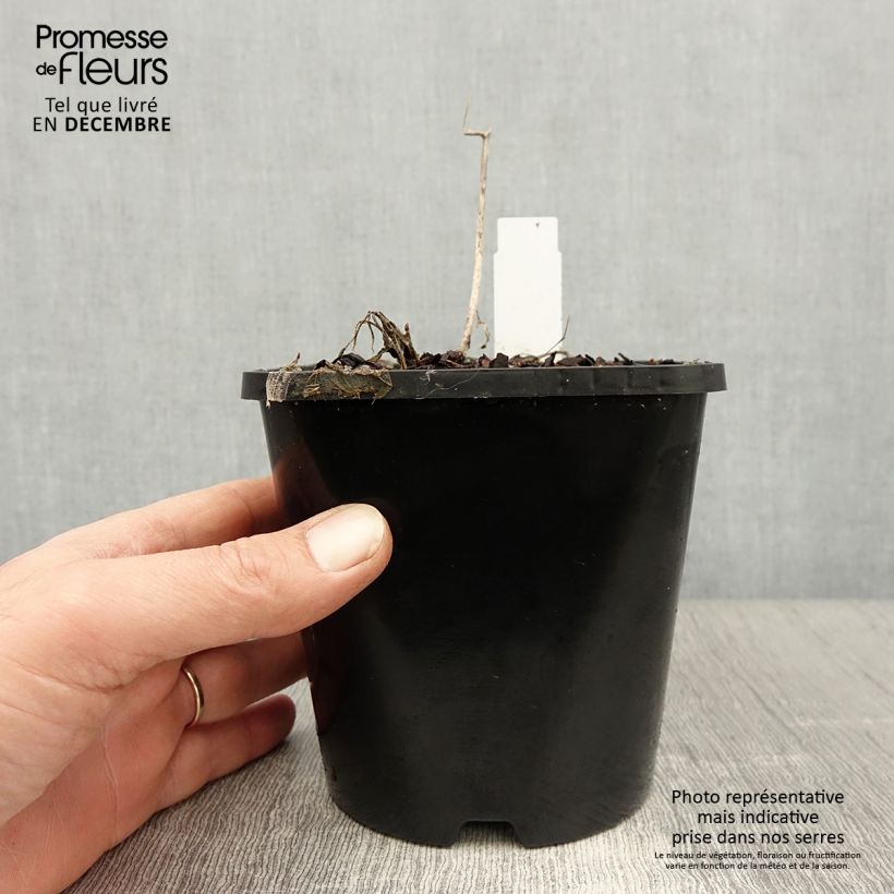 Amostra de Hosta Faithfull Heart Pot de 1,5L/2L tal como entregue no inverno