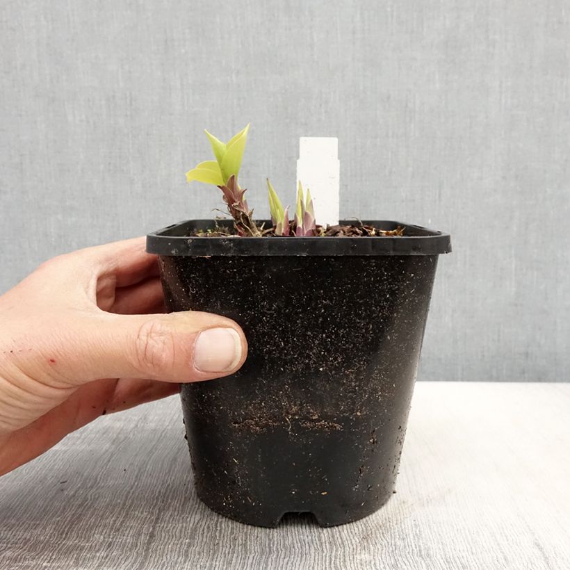 Amostra de Hosta Faithfull Heart Vaso de 1,5 L/2 L tal como entregue na primavera