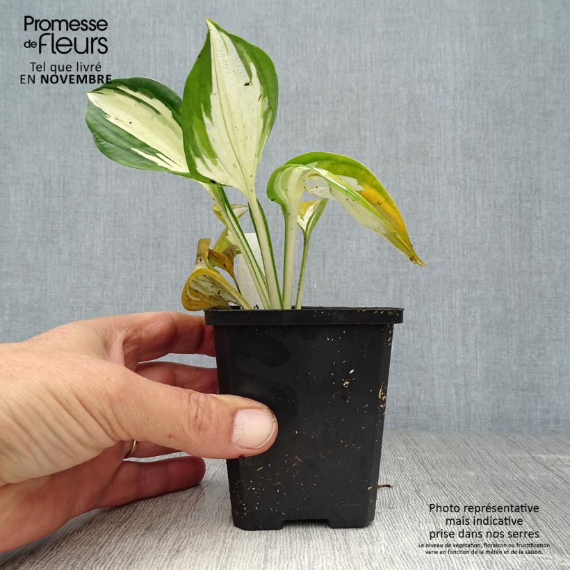 Amostra de Hosta Fire and Ice Vaso de 8/9 cm tal como entregue no outono