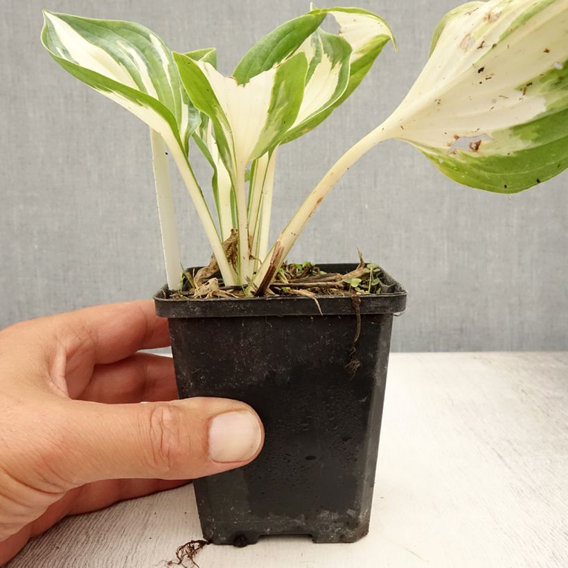 Amostra de Hosta Fire and Ice Vaso de 8/9 cm tal como entregue no verão