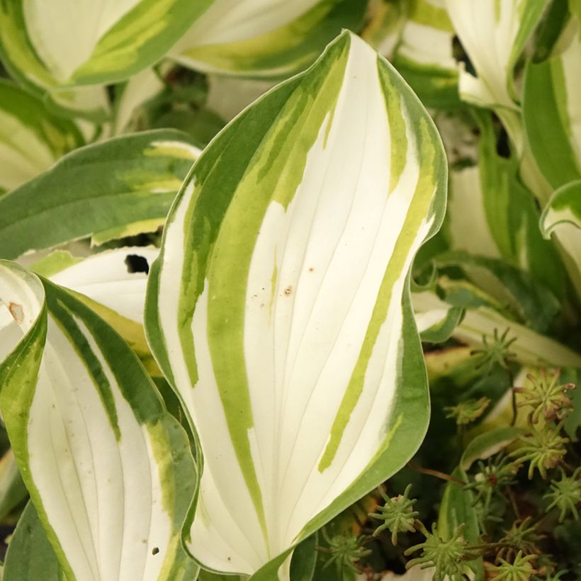 Hosta Fire and Ice (Folhagem)
