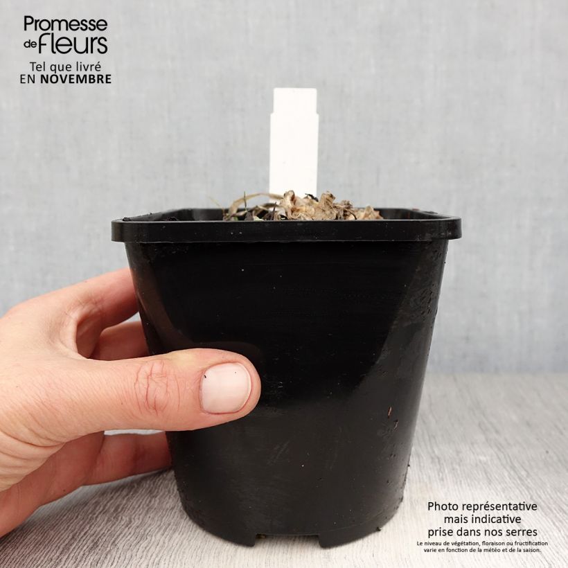 Amostra de Hosta Fire and Ice Vaso de 1,5 L/2 L tal como entregue no outono