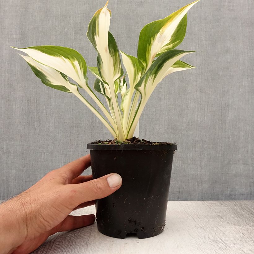 Amostra de Hosta Fire and Ice Vaso de 1,5 L/2 L tal como entregue no verão