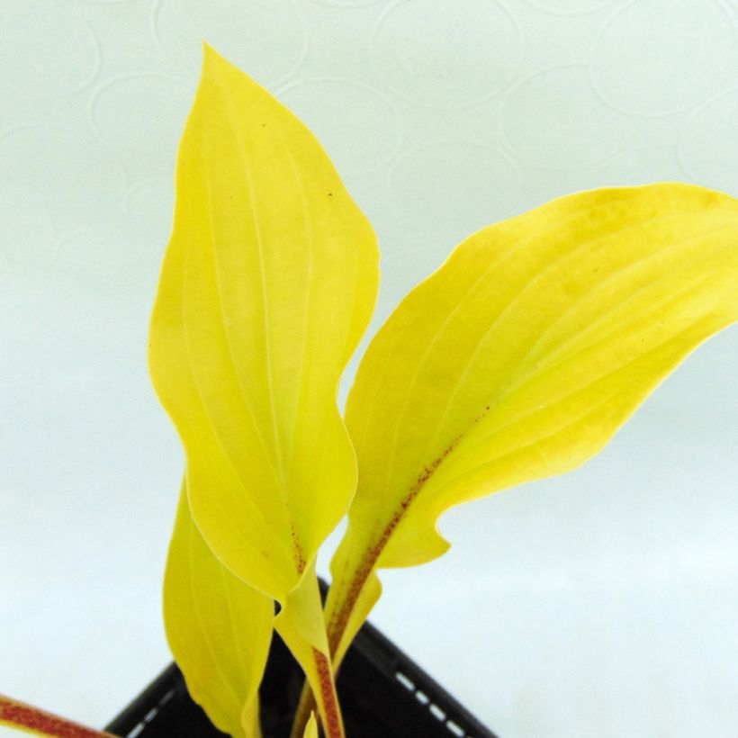 Hosta Fire Island (Folhagem)