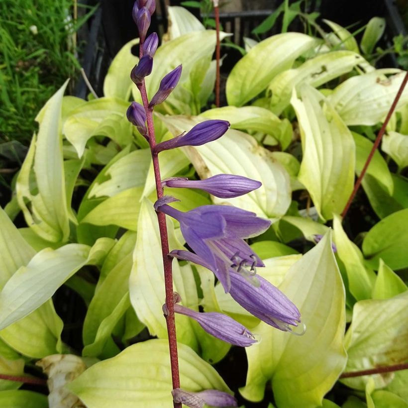 Hosta Fire Island (Floração)