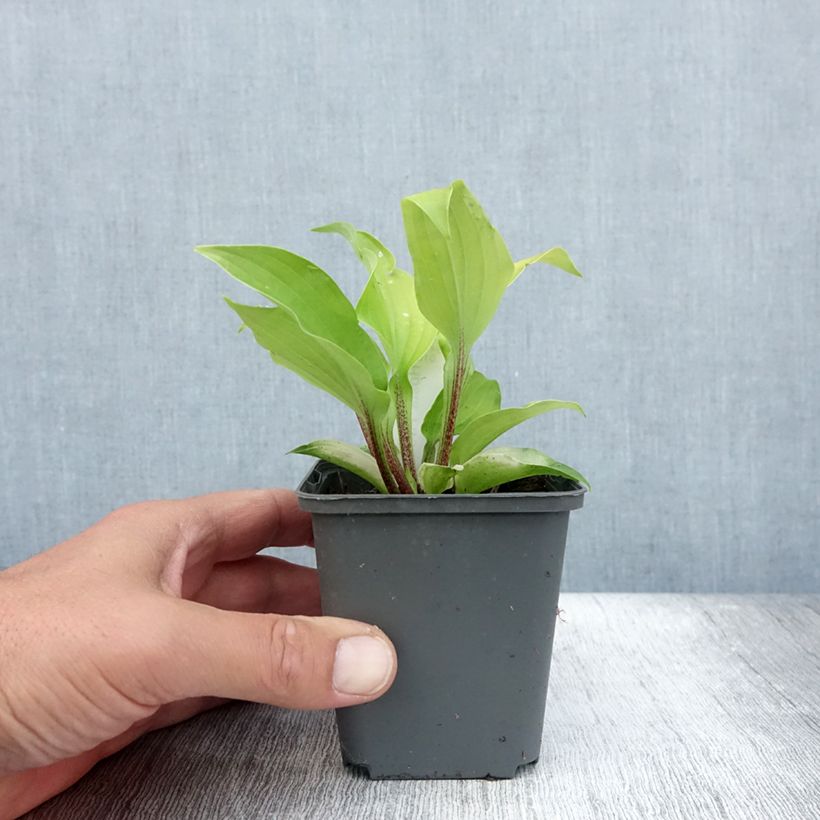 Amostra de Hosta Fire Island Vaso de 8/9 cm tal como entregue no verão