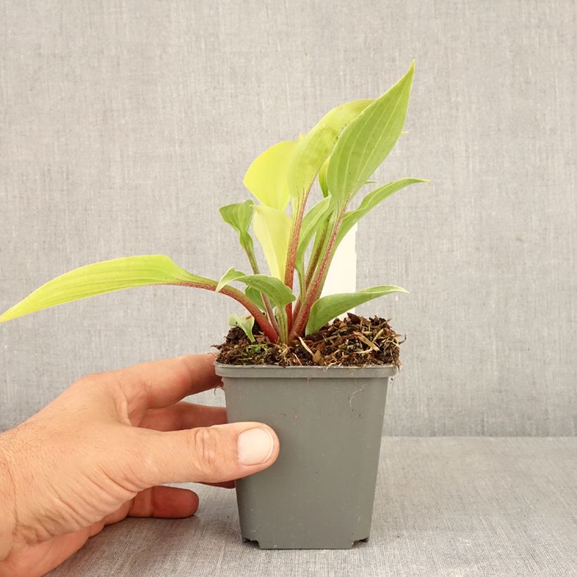 Amostra de Hosta Fire Island Vaso de 8/9 cm tal como entregue no outono