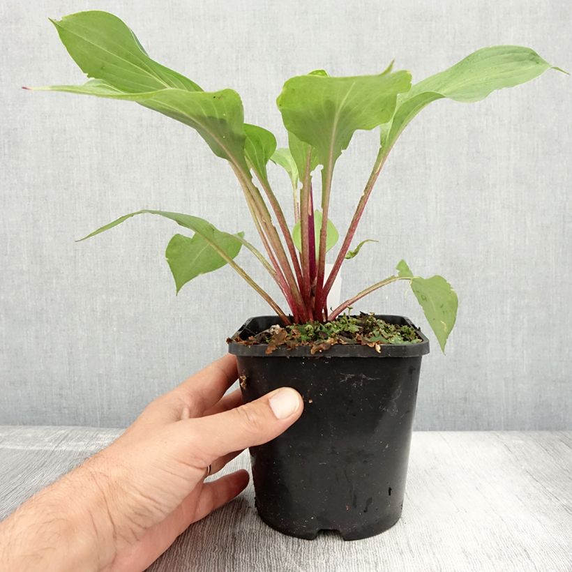 Amostra de Hosta First Blush Vaso de 1,5 L/2 L tal como entregue no verão