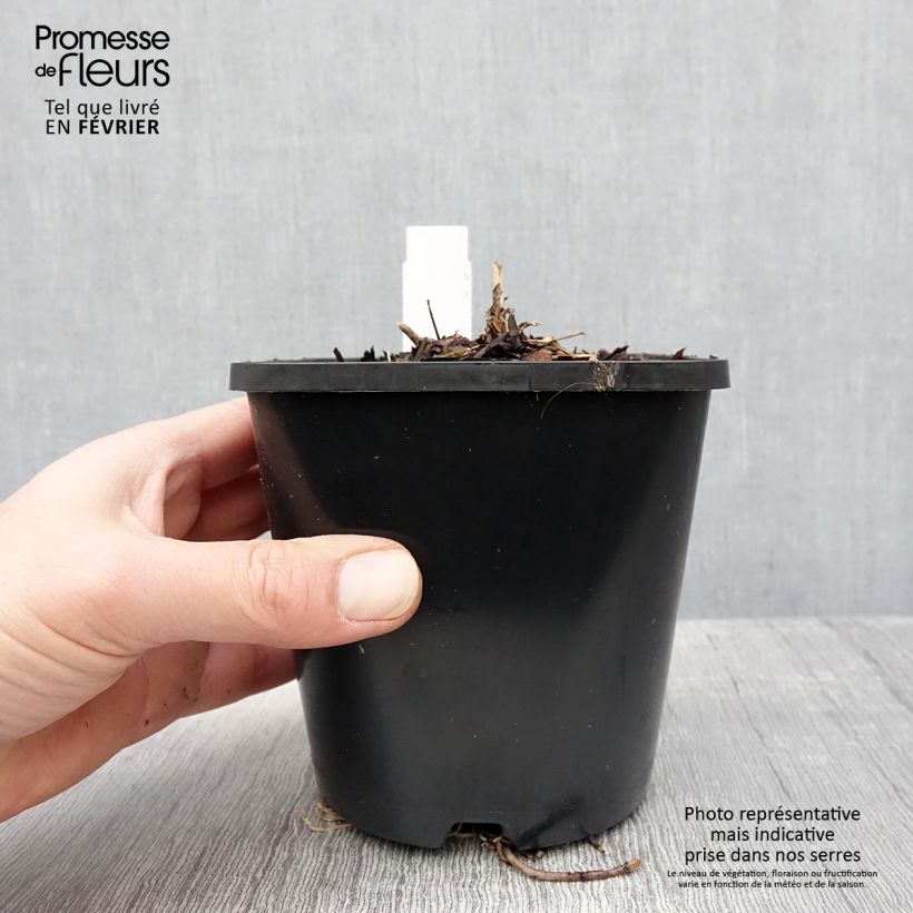 Amostra de Hosta First Blush Pot de 1,5L/2L tal como entregue no inverno