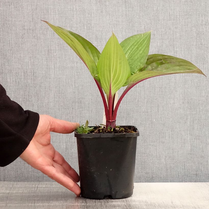 Amostra de Hosta First Blush Vaso de 1,5 L/2 L tal como entregue na primavera