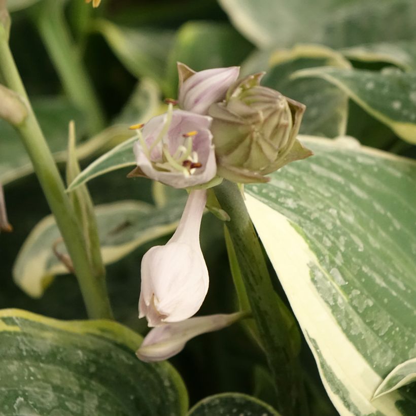 Hosta First Frost (Floração)