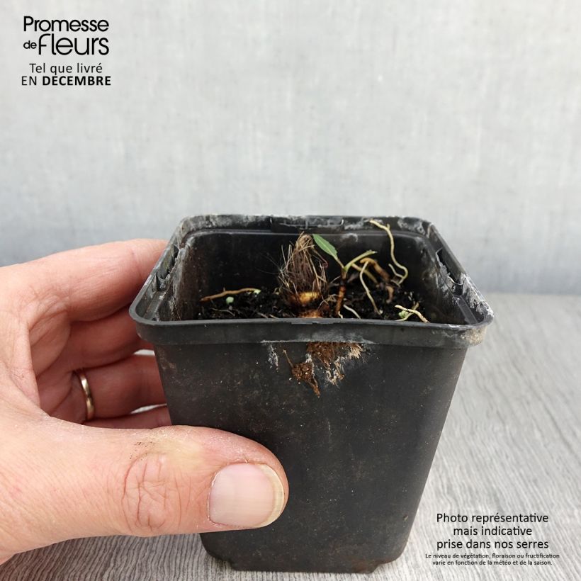 Amostra de Hosta Flemish Sky Vaso de 8/9 cm tal como entregue no outono