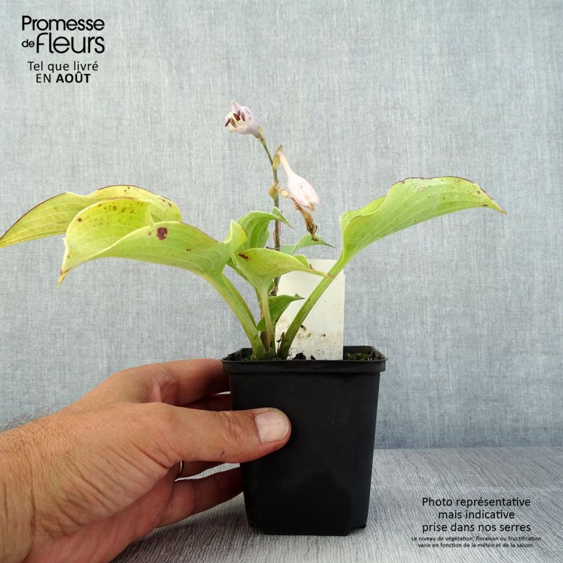 Amostra de Hosta Flemish Sky Vaso de 8/9 cm tal como entregue no verão