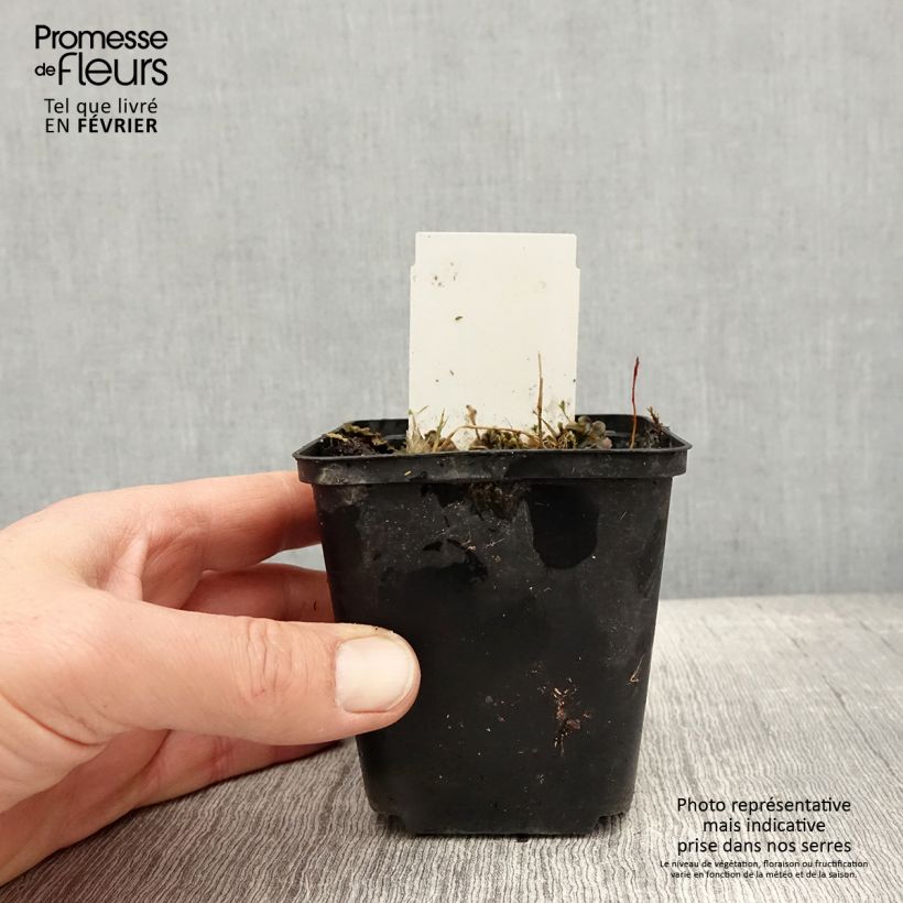 Amostra de Hosta Flemish Sky  Godet de 8/9 cm tal como entregue no inverno