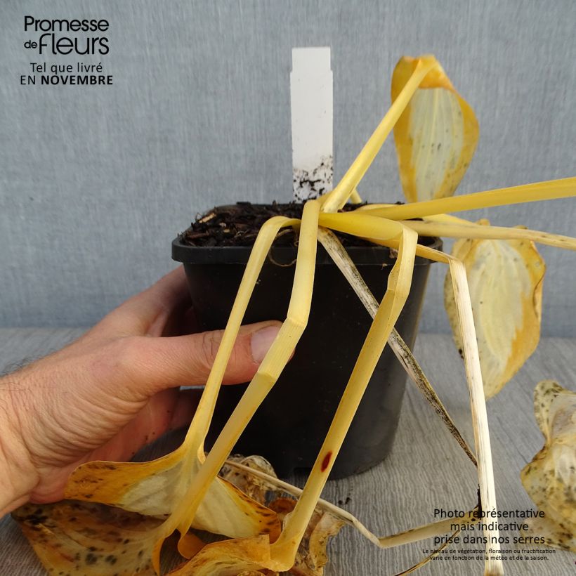 Amostra de Hosta Forbidden Fruit Vaso de 1,5 L/2 L tal como entregue no outono