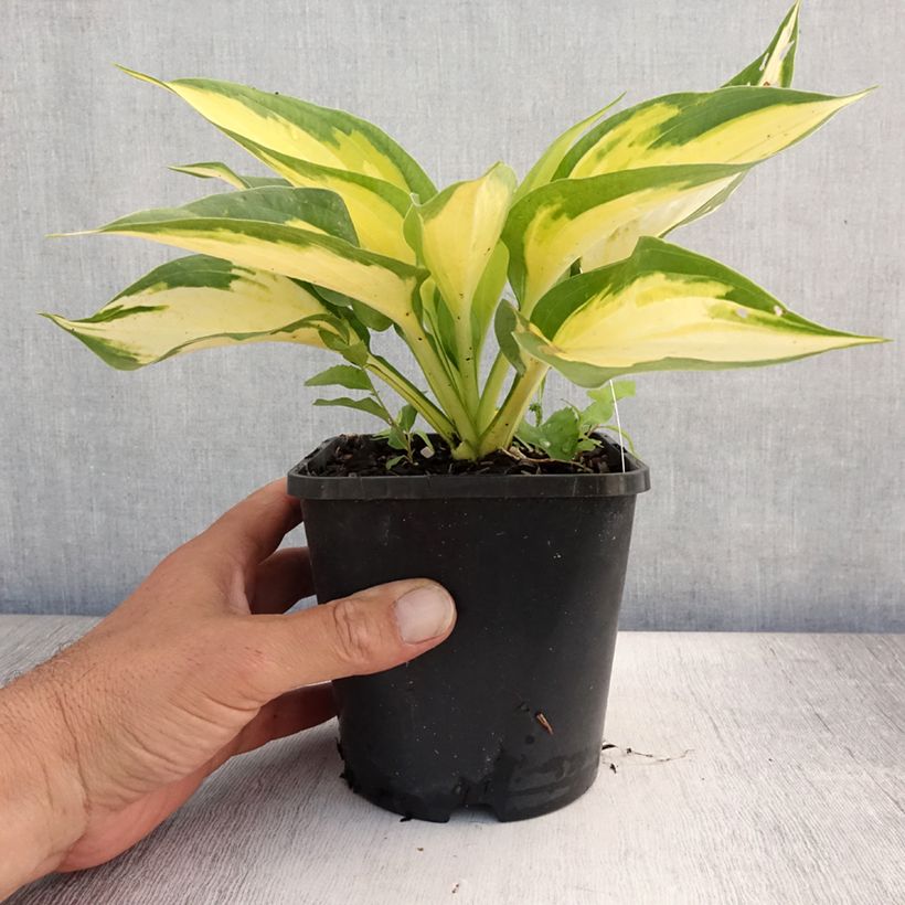 Amostra de Hosta Forbidden Fruit Vaso de 1,5 L/2 L tal como entregue no verão