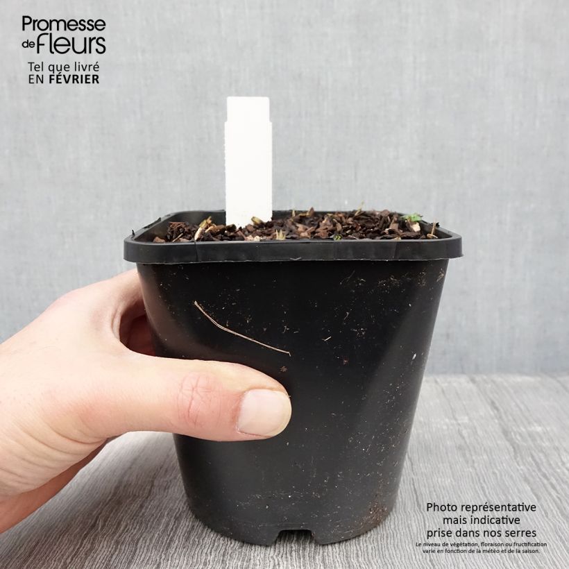 Amostra de Hosta Forbidden Fruit Pot de 1,5L/2L tal como entregue no inverno