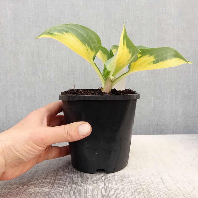 Amostra de Hosta Forbidden Fruit Vaso de 1,5 L/2 L tal como entregue na primavera