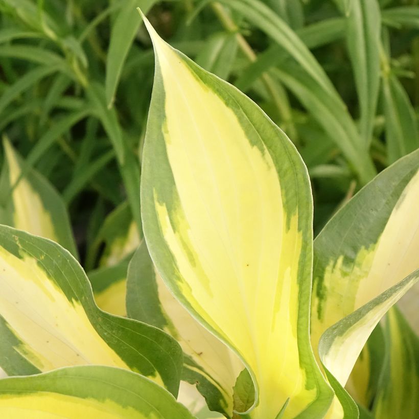 Hosta Forbidden Fruit (Folhagem)