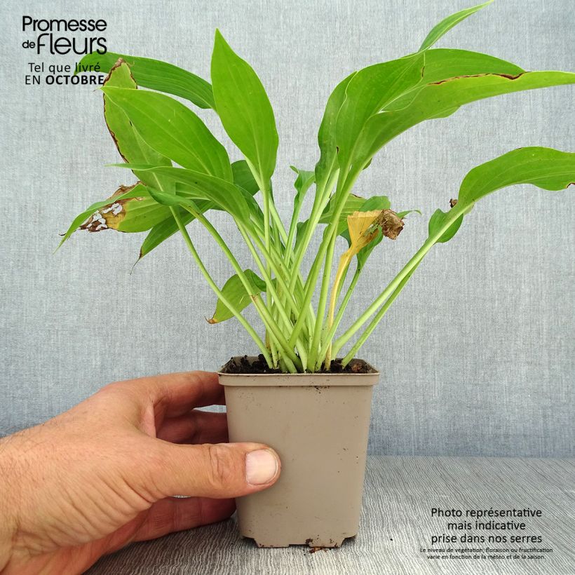Amostra de Hosta fortunei Albopicta Vaso de 8/9 cm tal como entregue no outono