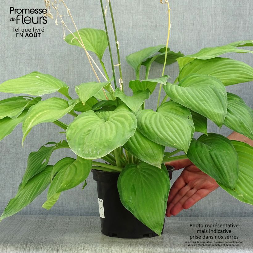 Amostra de Hosta fortunei Albopicta Vaso de 2 L/3 L tal como entregue no verão