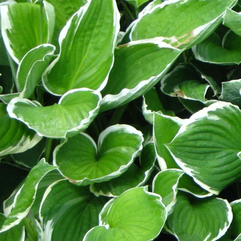 Hosta fortunei Francee (Folhagem)
