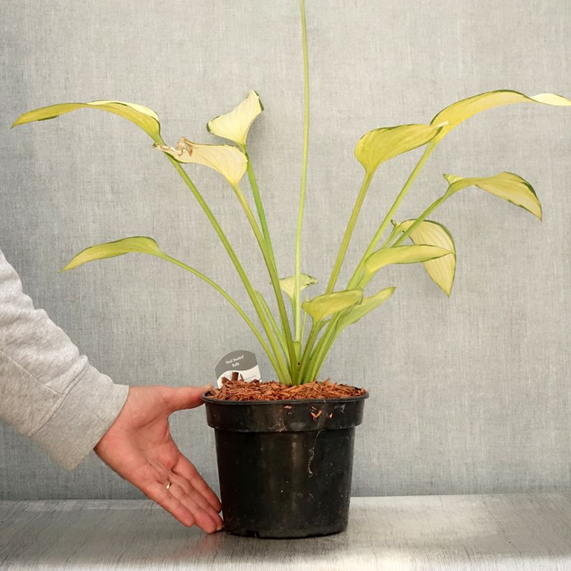 Amostra de Hosta fortunei Gold Standard Vaso de 2 L/3 L tal como entregue no outono