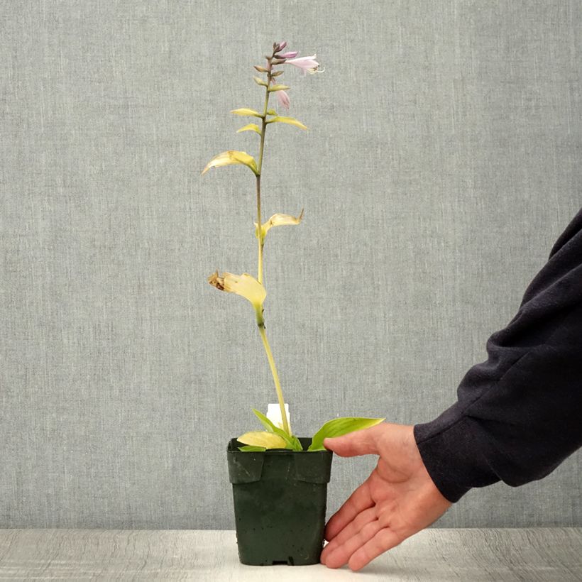 Amostra de Hosta fortunei Gold Standard Vaso de 2 L/3 L tal como entregue no verão