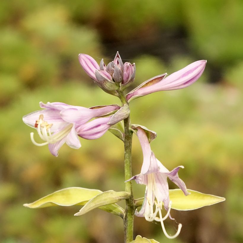 Hosta fortunei Gold Standard (Floração)