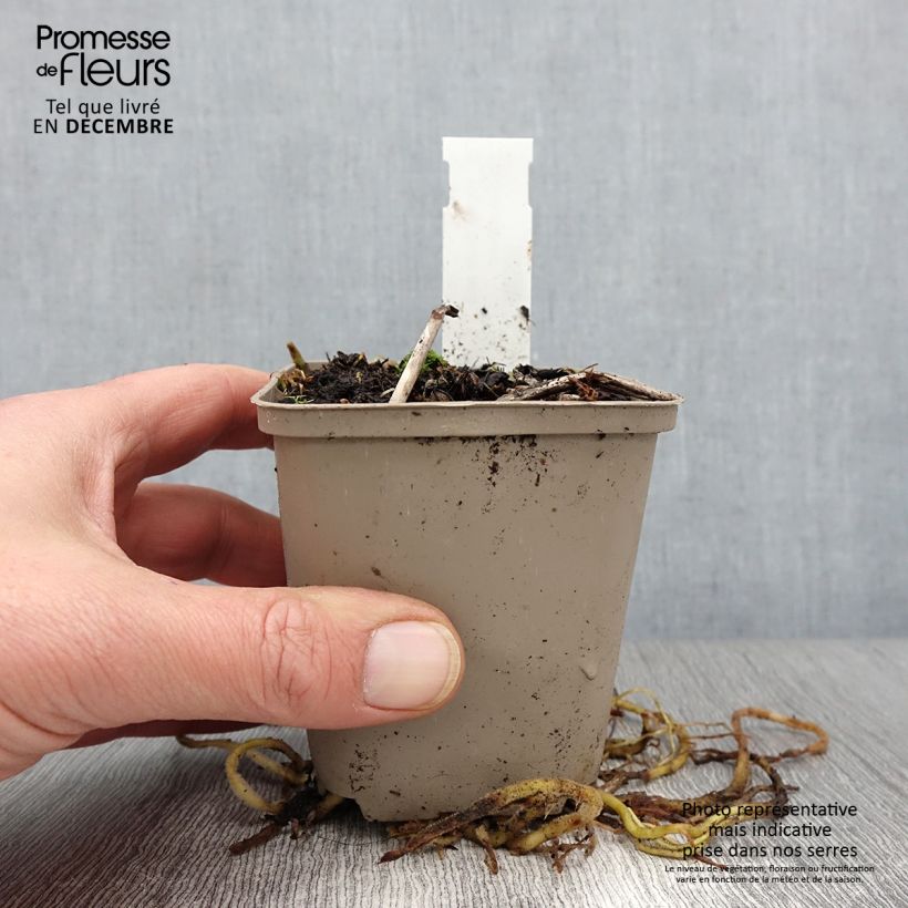 Amostra de Hosta fortunei Gold Standard Vaso de 8/9 cm tal como entregue no outono