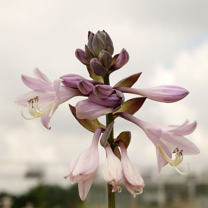 Hosta fortunei Gold Standard (Folhagem)