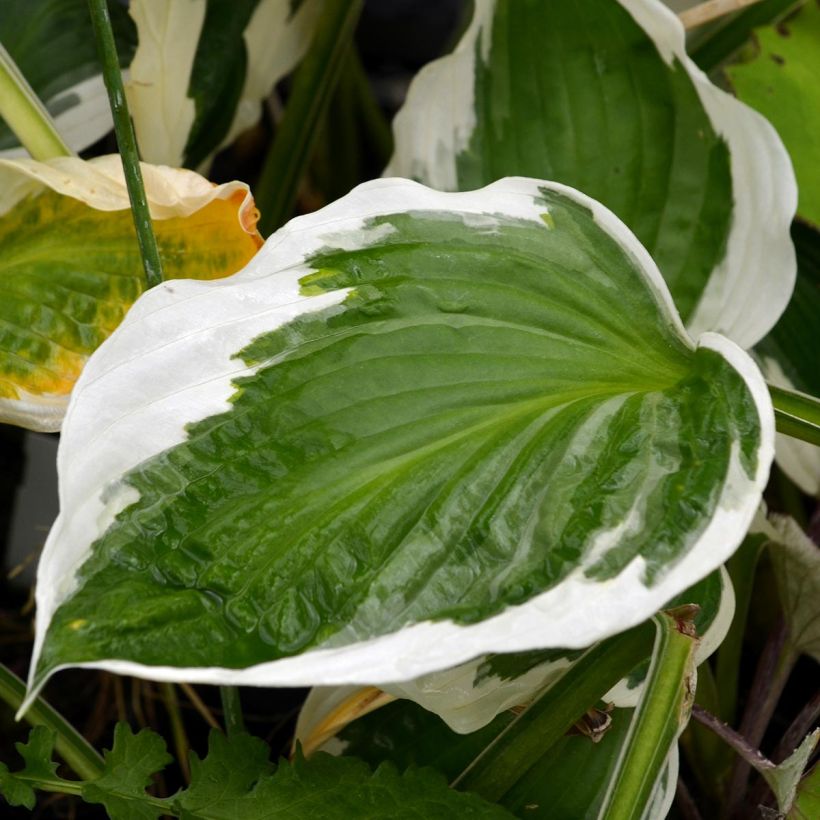 Hosta fortunei Patriot (Folhagem)