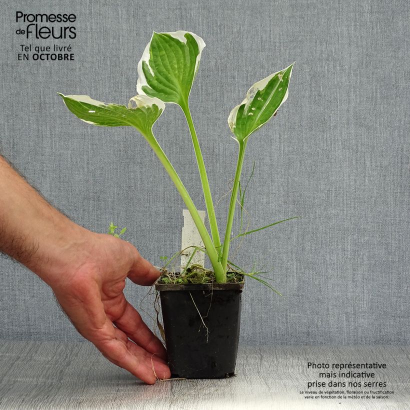 Amostra de Hosta fortunei Patriot Vaso de 8/9 cm tal como entregue no outono