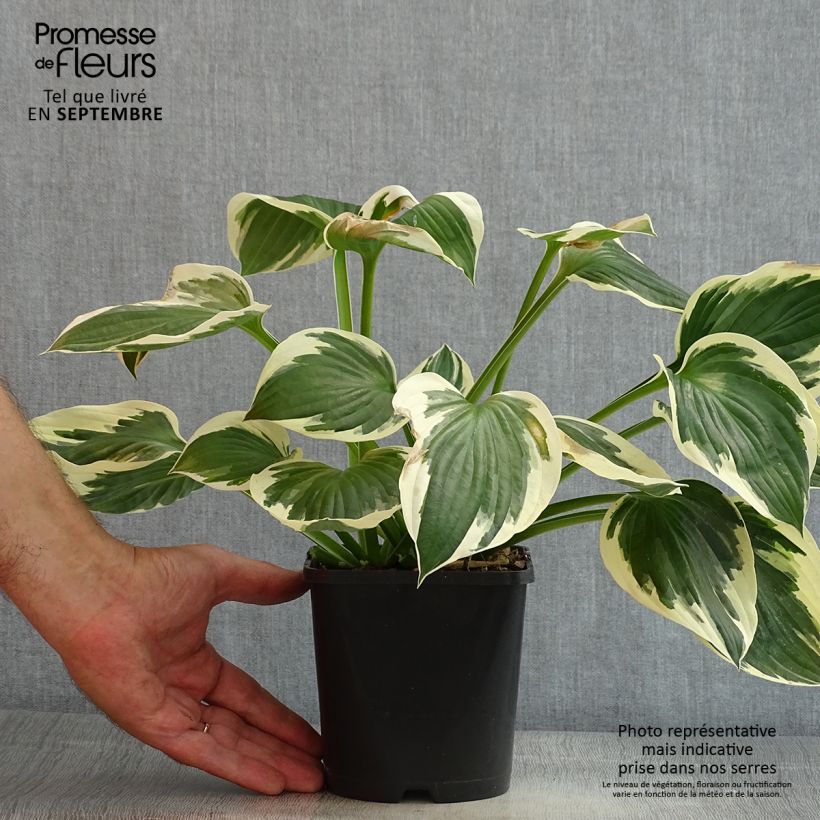Amostra de Hosta fortunei Patriot Vaso de 2 L/3 L tal como entregue no verão