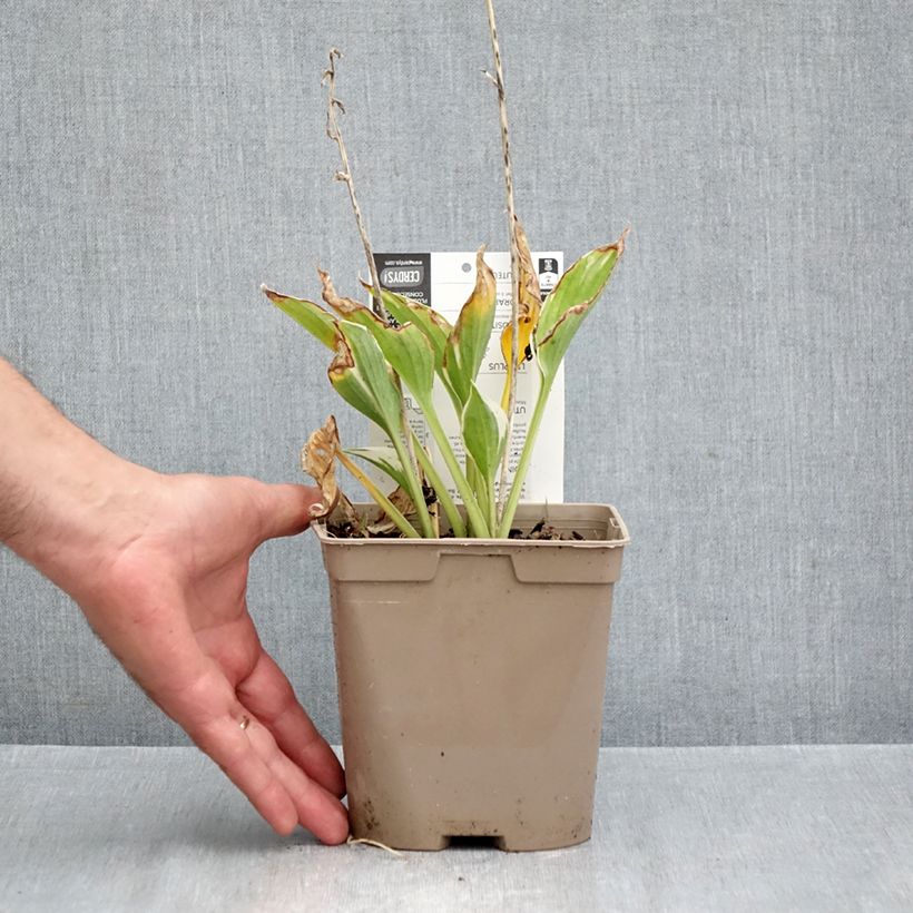 Amostra de Hosta fortunei Patriot Vaso de 2 L/3 L tal como entregue no outono