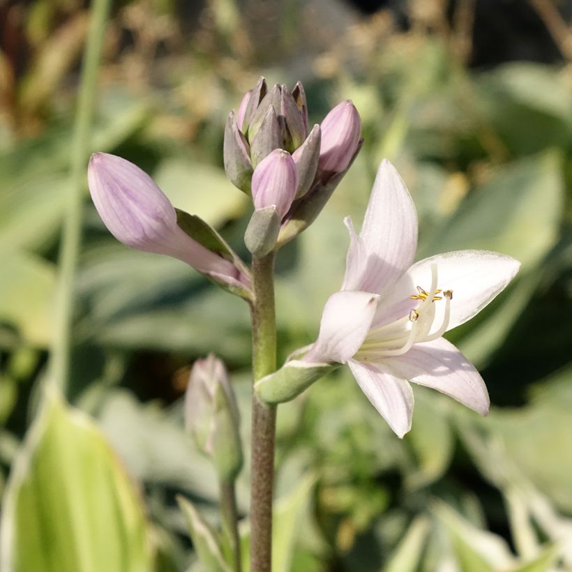 Hosta fortunei Patriot (Floração)