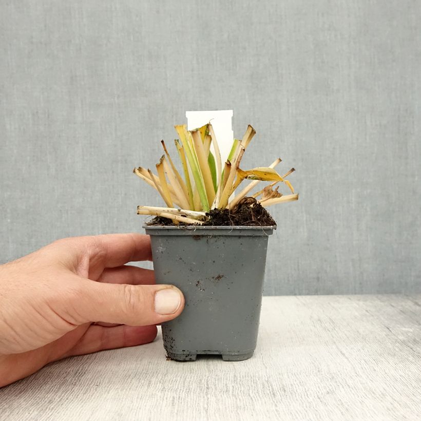 Amostra de Hosta fortunei Twilight Vaso de 8/9 cm tal como entregue no outono
