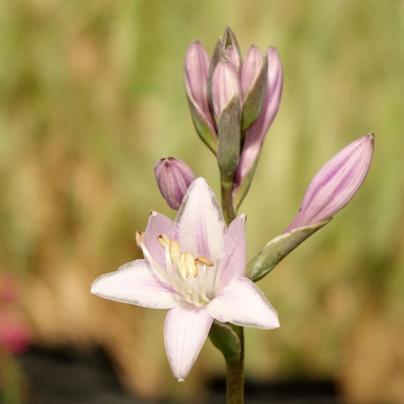 Hosta fortunei Twilight (Floração)