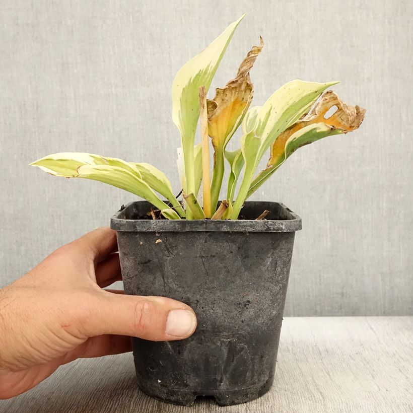 Amostra de Hosta fortunei Twilight Vaso de 1,5 L/2 L tal como entregue no outono