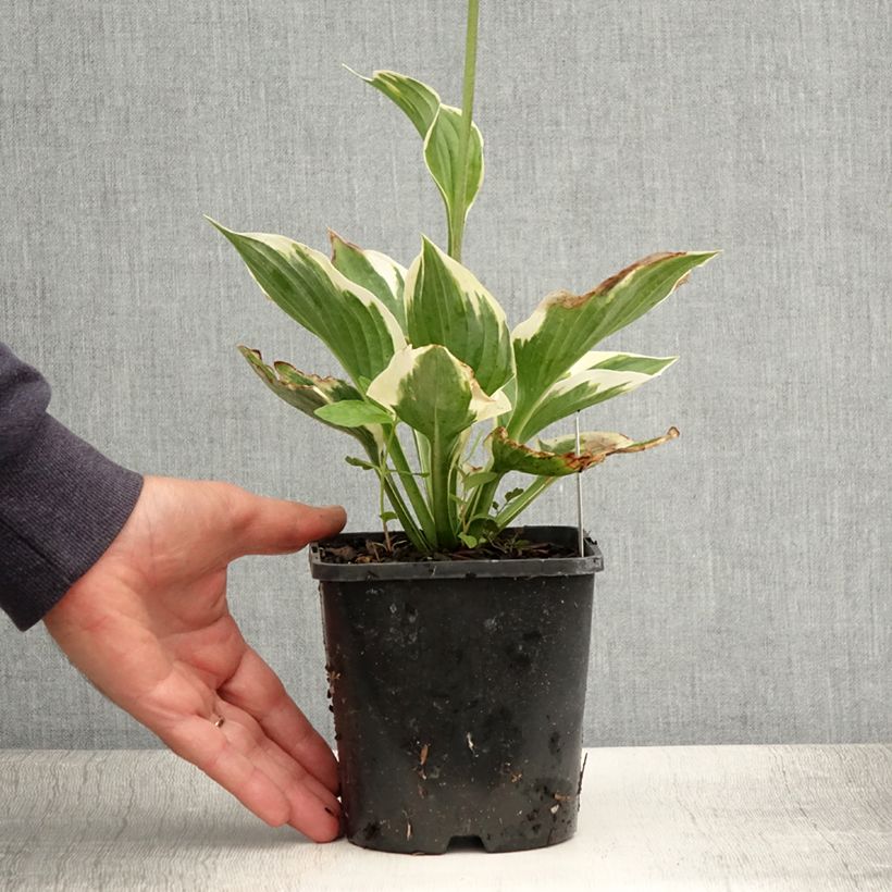 Amostra de Hosta fortunei Twilight Vaso de 1,5 L/2 L tal como entregue no verão