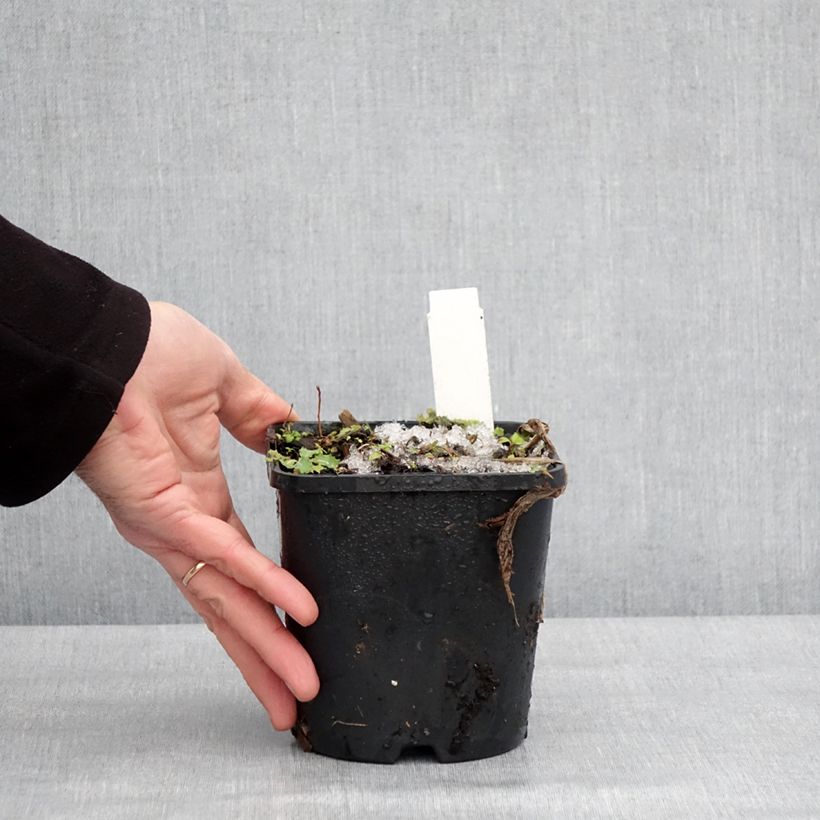 Amostra de Hosta fortunei Twilight Vaso de 1,5 L/2 L tal como entregue no inverno