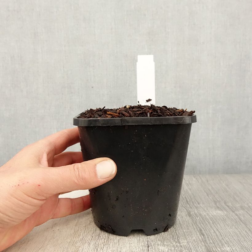 Amostra de Hosta fortunei Twilight Vaso de 1,5 L/2 L tal como entregue na primavera